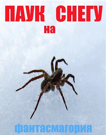 Паук на снегу.
