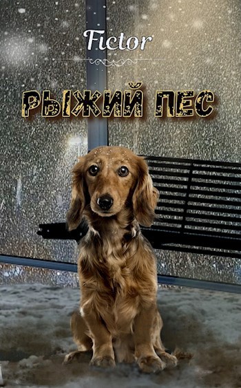 Рыжий пёс