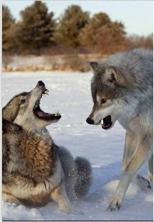 Схватка с волками