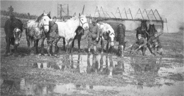 Моторизация с копытами . Лошади в вермахте.