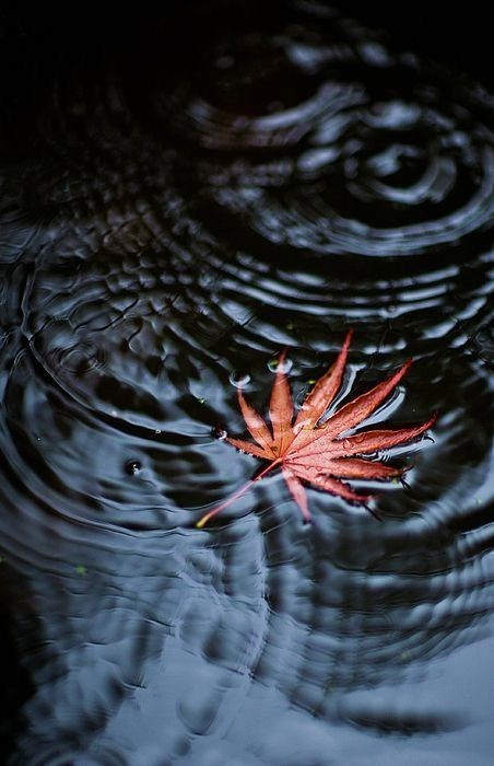 Пирог со звездами или о любви