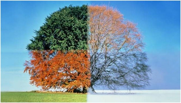 Лето, осень, зима...