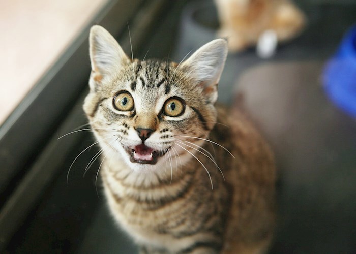 Котёнок Кузя