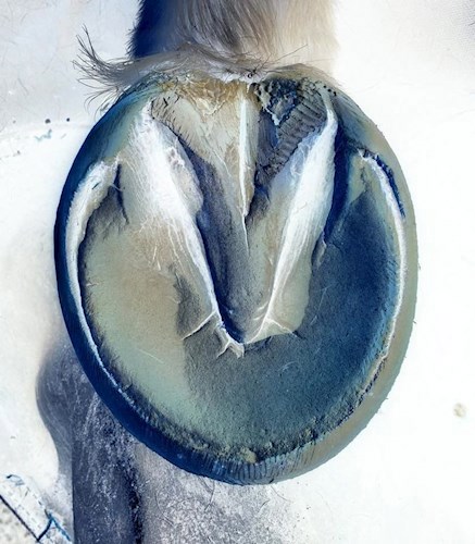 Серебрянное Копыто