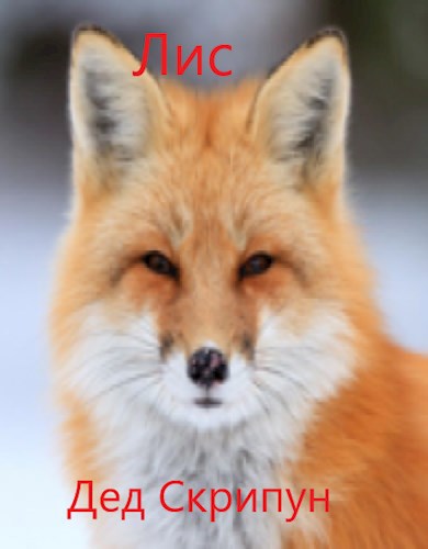 Лис