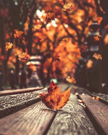 Осенние Зарисовки