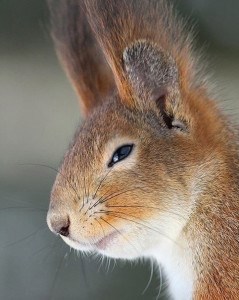 Флэшмоб