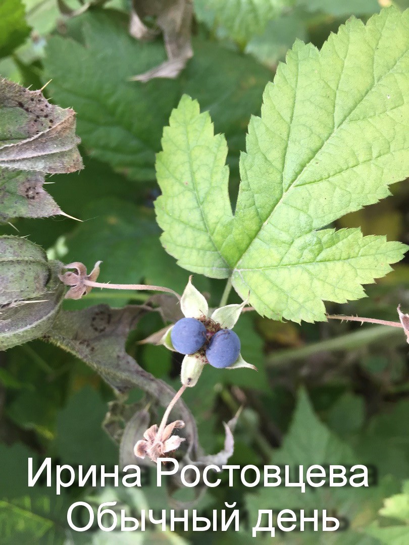 Обычный день