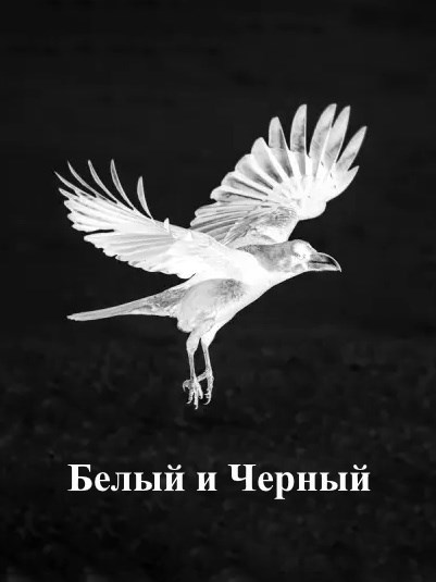 Белый и Черный