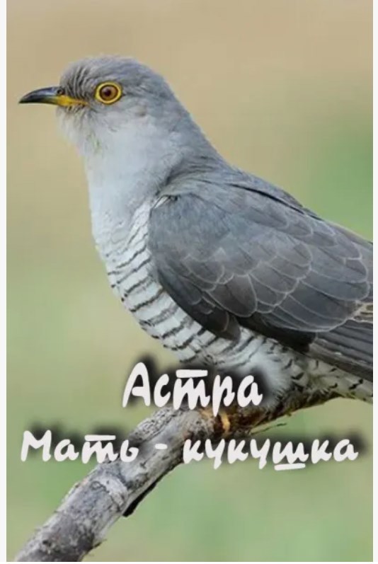 Мать кукушка