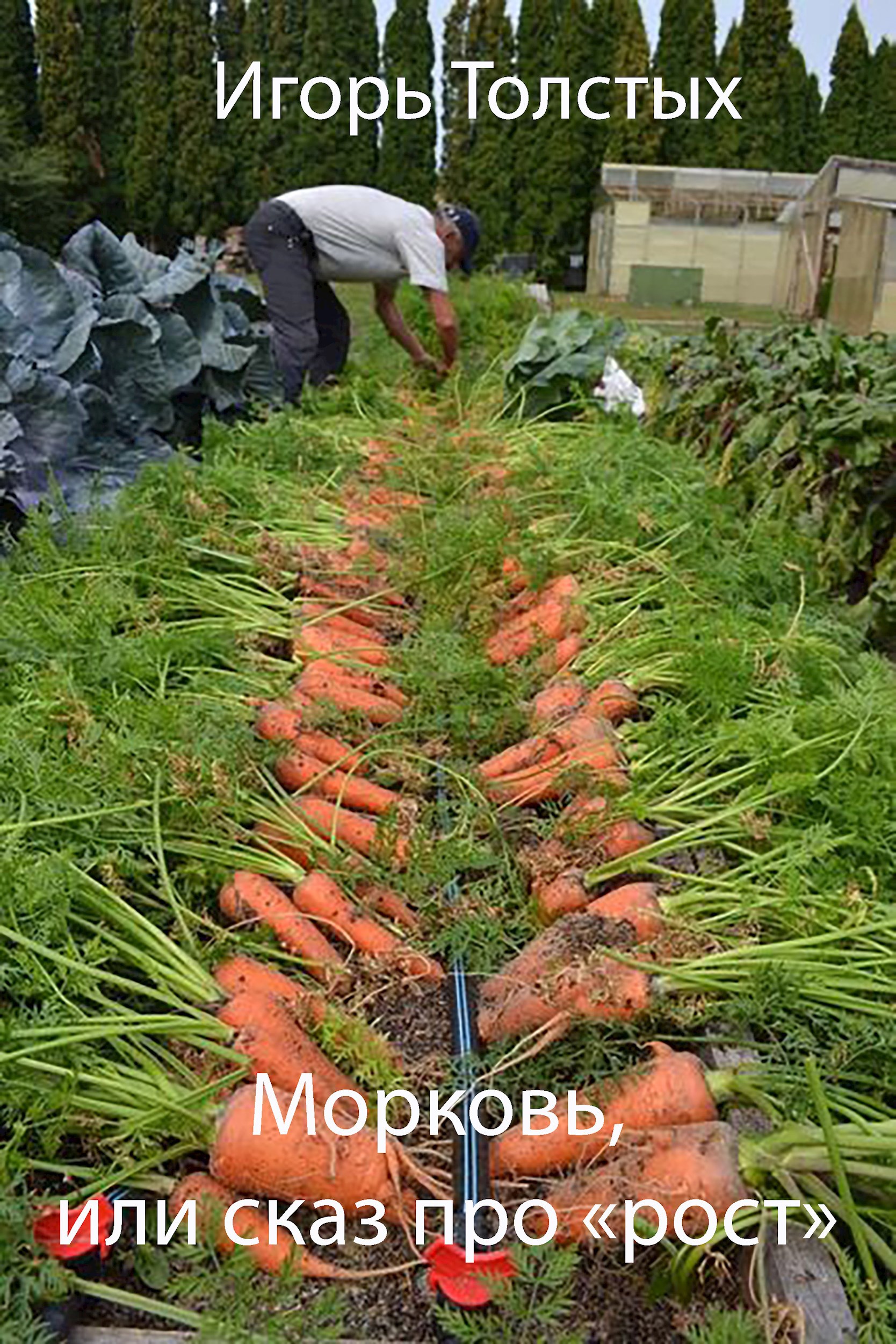 Морковь, или сказ про «рост»