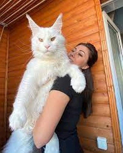 Кот