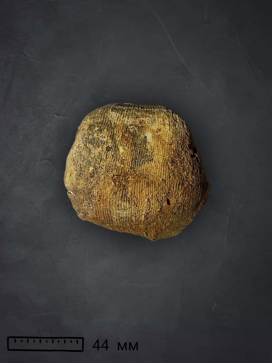 Жизнь и необычайные приключения брахиоподы