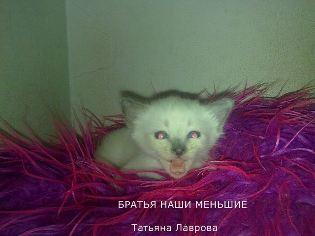 Братья наши меньшие