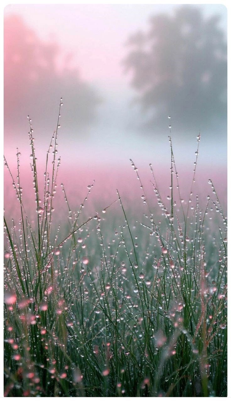 Сказки феи или паутинки слез