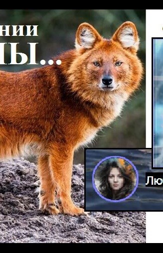 Свин Бося . ЖЕЛТЕЕ - САМЫХ ЖЁЛТЫХ . Бося-ЮТУБ 91