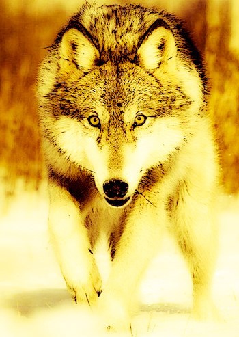 Охота без оружия