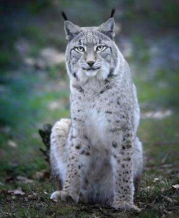 Кяра-белая рысь