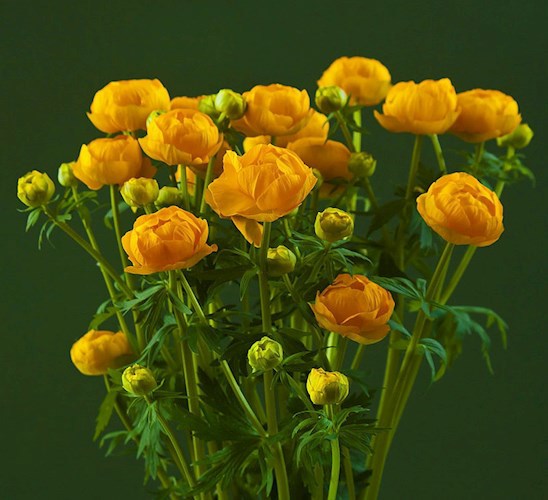 Желтые цветы