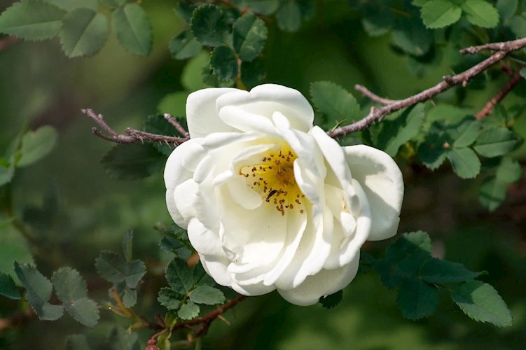 Колючая история