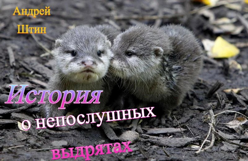 История о непослушных выдрятах