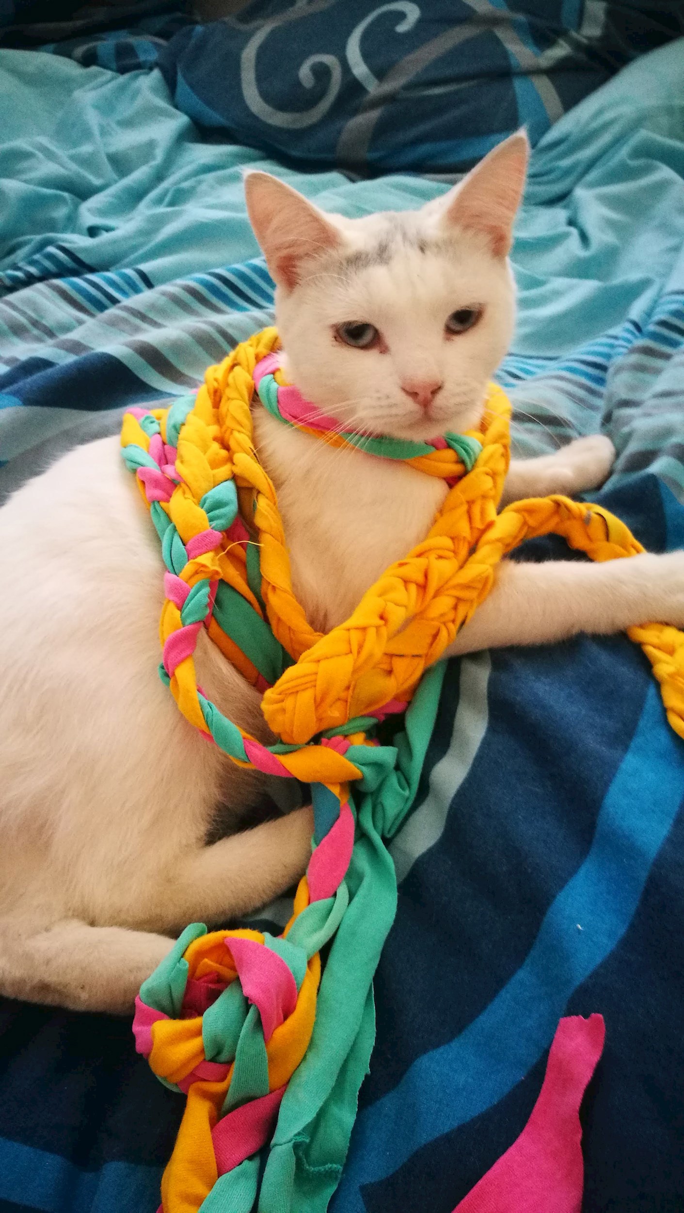 Лаки и Белуха Истории дружбы и приключений