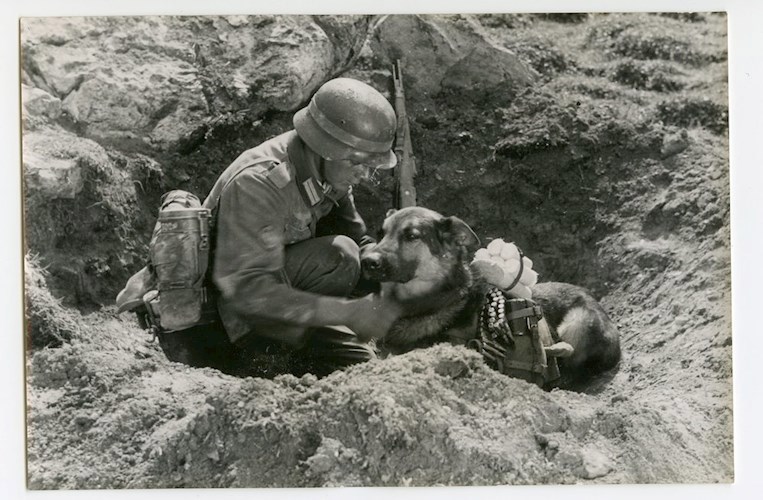 Собачья война