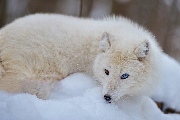 Зачем нужен полный песец