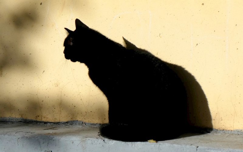 Чёрный кот, который боялся