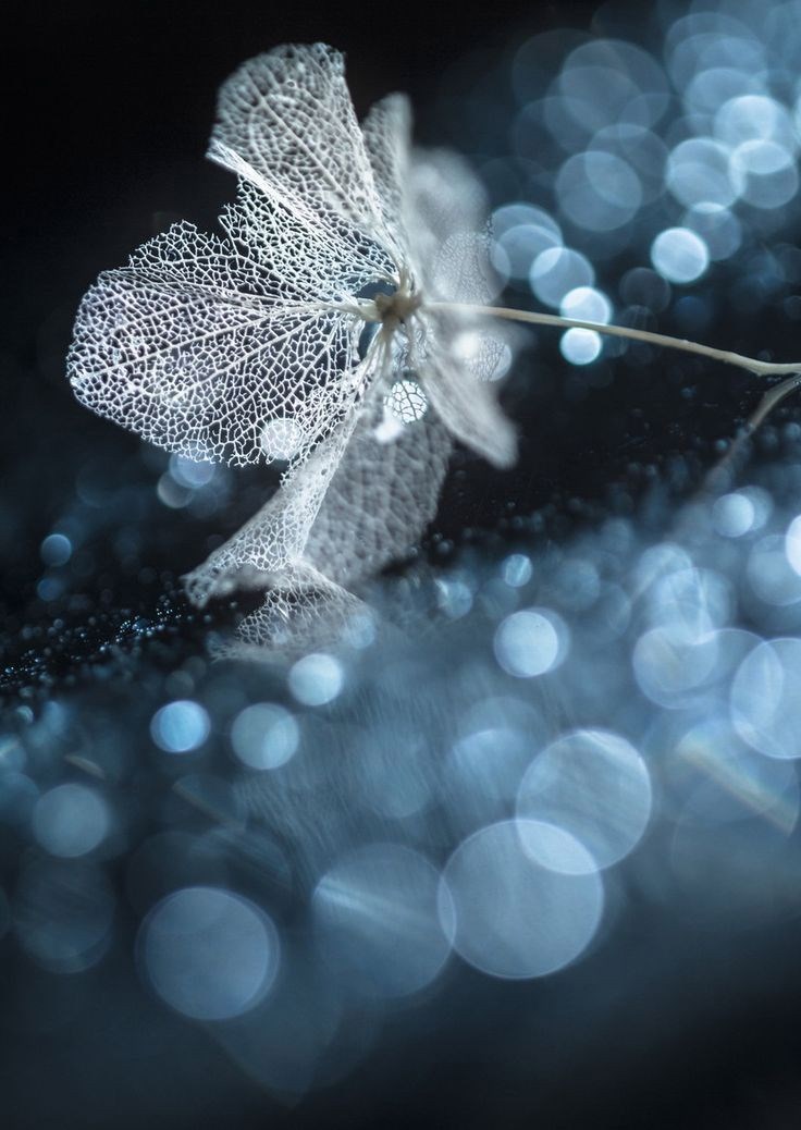 Я странник в череде созвездий