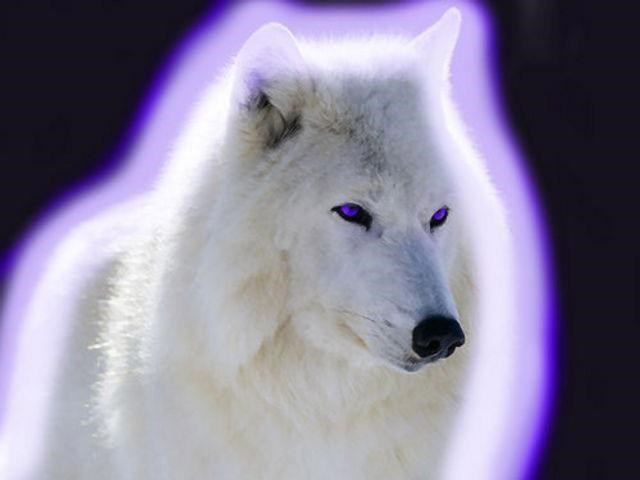 Бред инвалида.