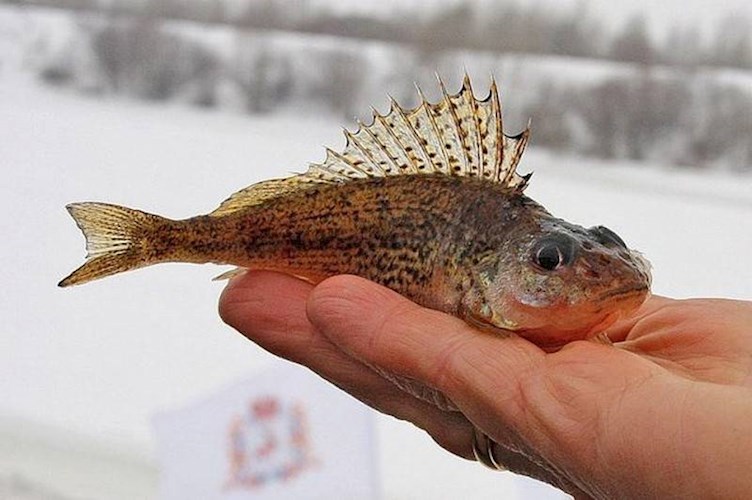 Назад в СССр, воспоминания очевидца, часть двадцать вторая - осетрина с хреном