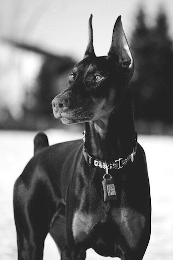 Сыч : Европейские каникулы .