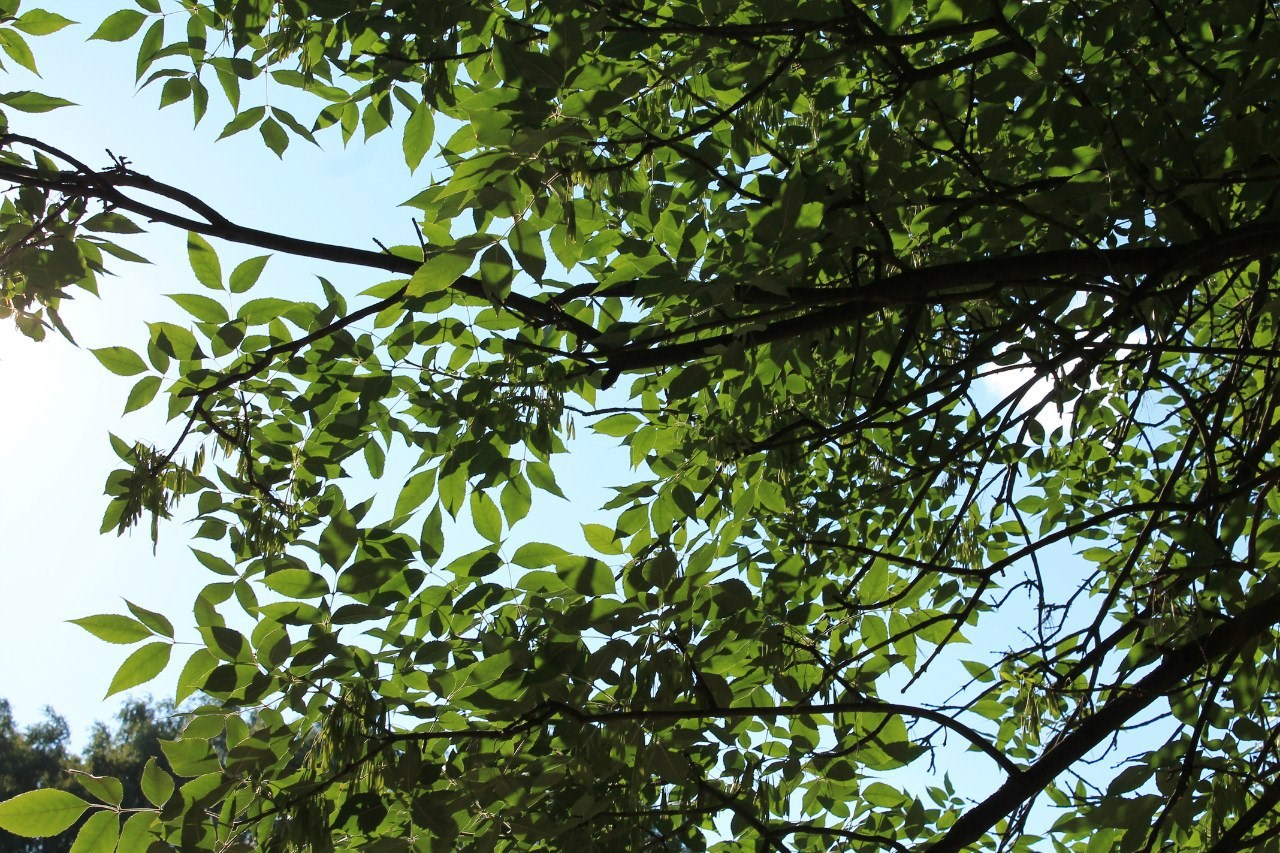 Шепот ветра. Или история Киры