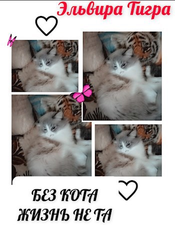 Без кота жизнь не та