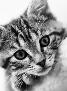 Котёнок