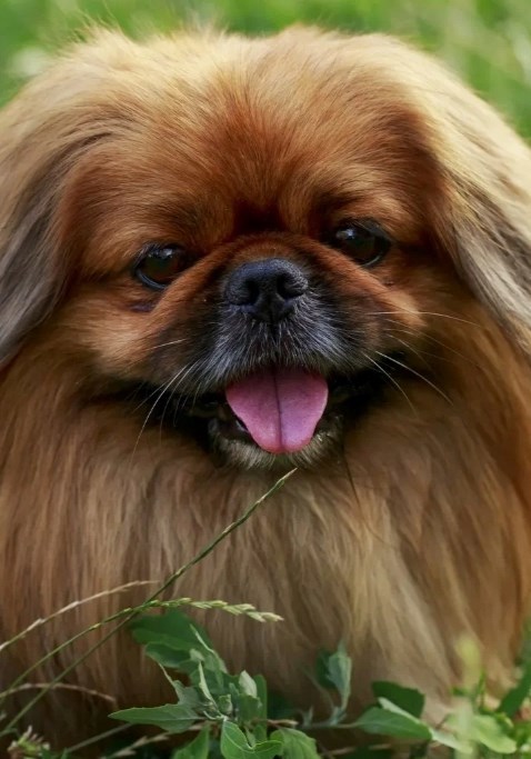 Маркиз Геля и Булька.