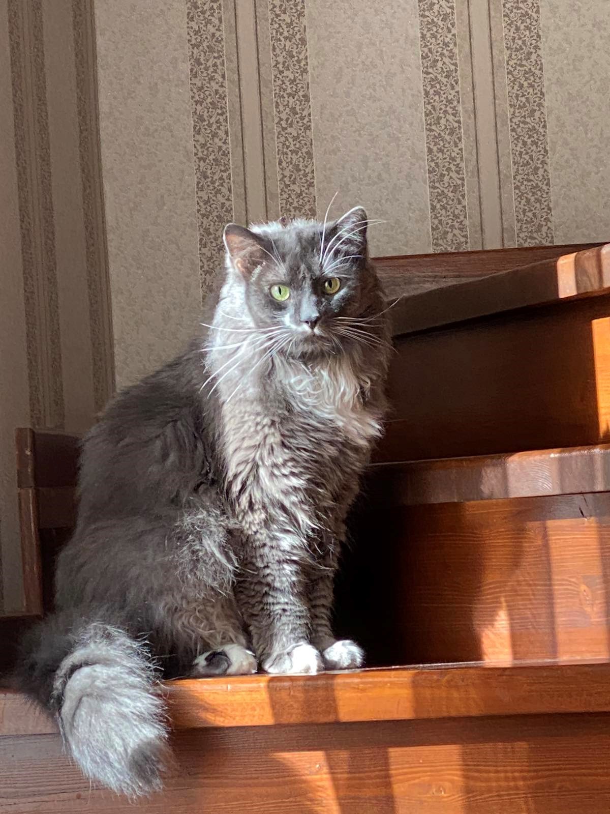 Осень в кошачьих глазах