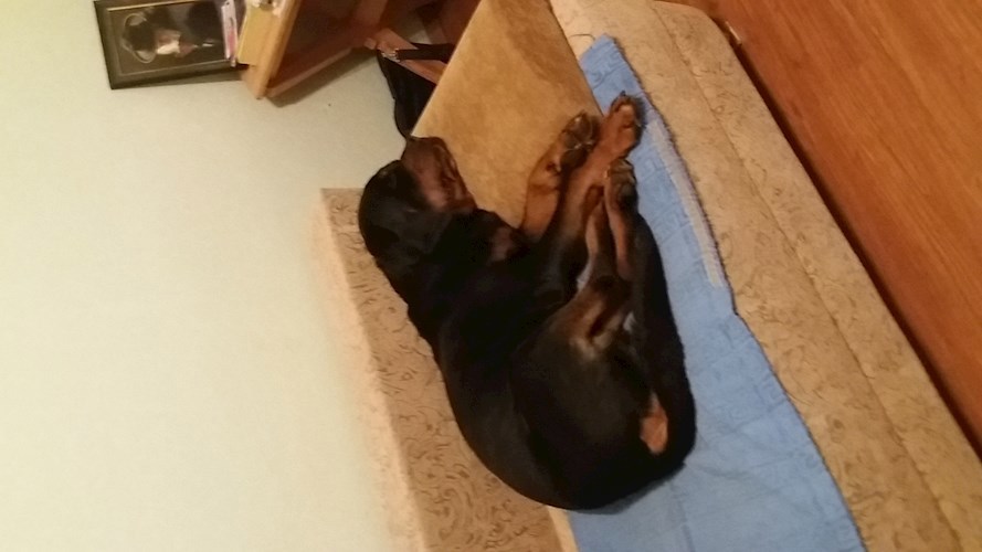 Мысли пожилого ротвейлера