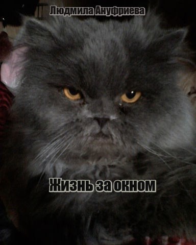 Жизнь за окном