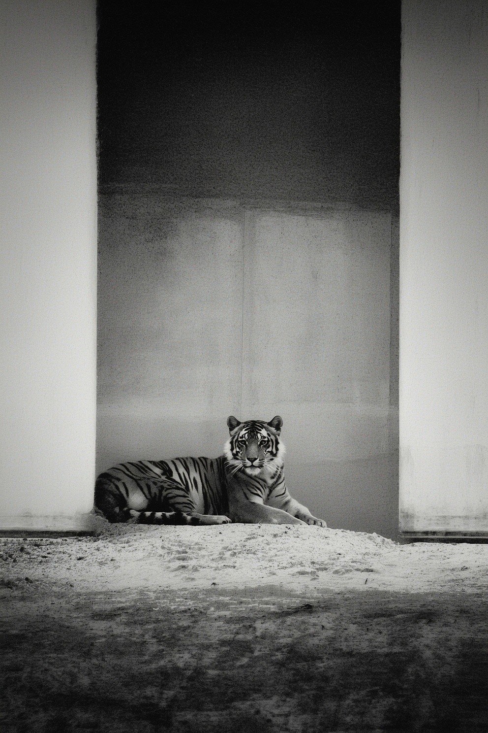 The Head Already in the Tiger s Jaws