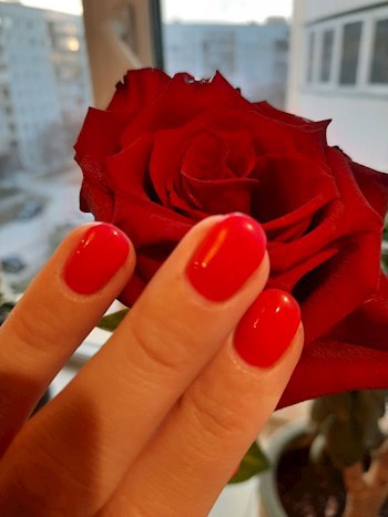 &#171;Роза с Сказочном королевстве&#187;