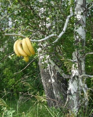 Волшебный лес