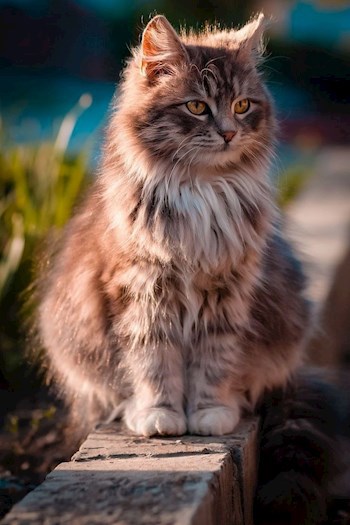 Про - пятеро =котят.