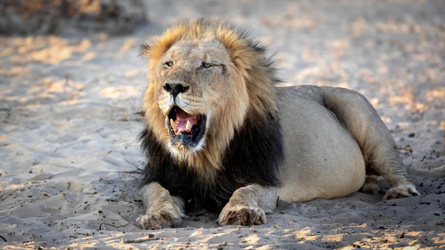 Басни Посохова про льва