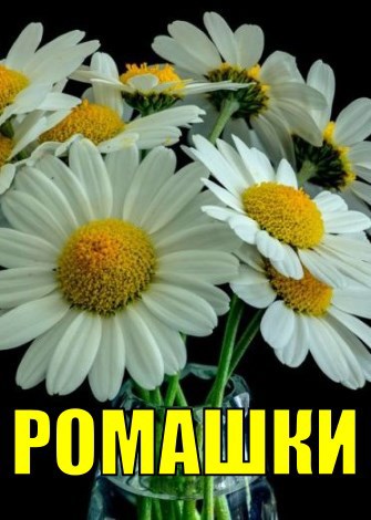 Ромашки