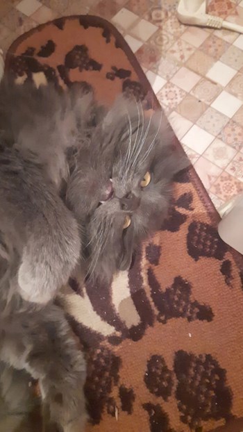 Не верь глазам своим
