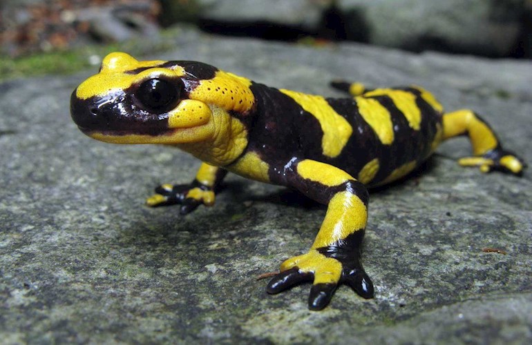 О саламандре