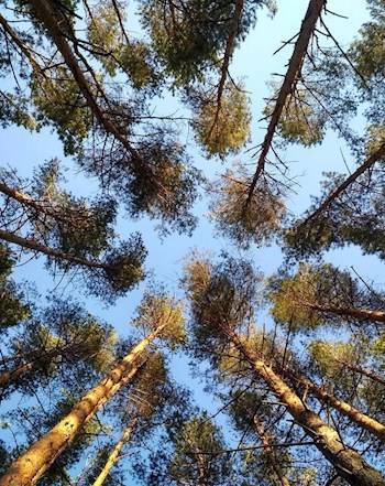 Жизнь